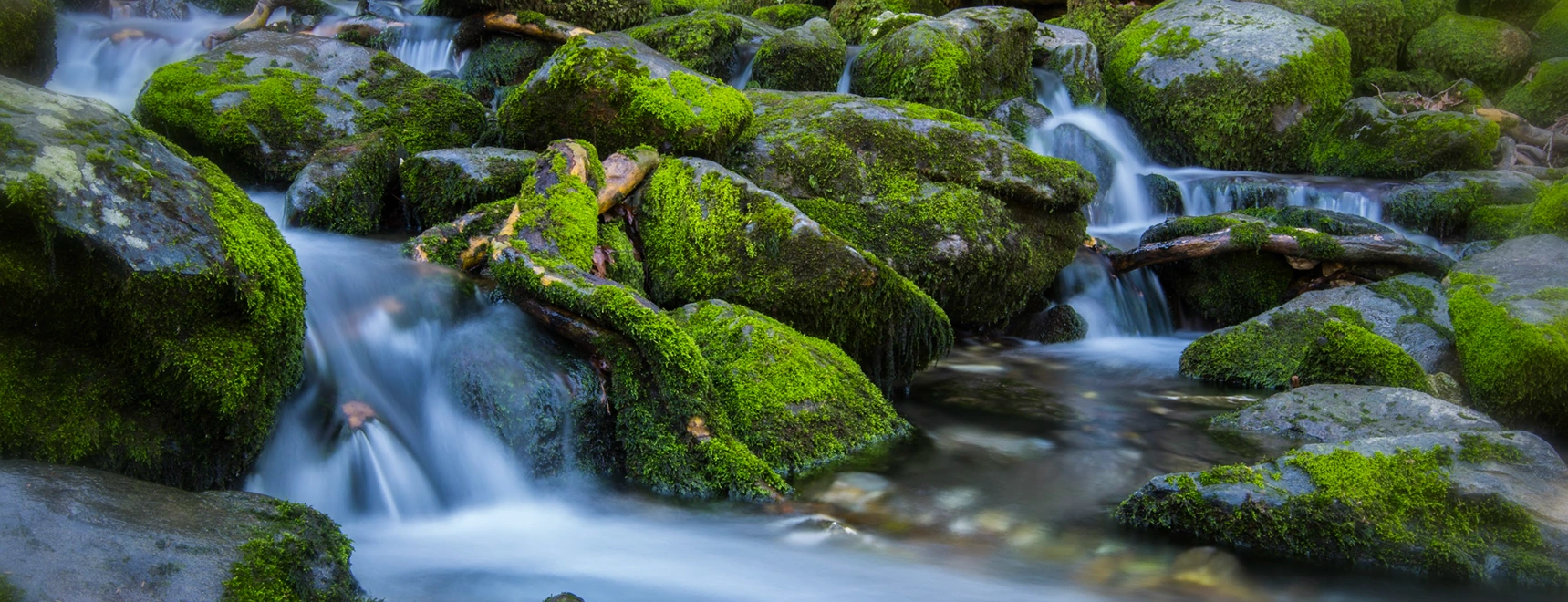 Yabani Hayat Gelişim Alanları